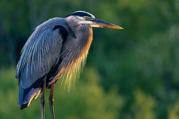  portrait of a blue heron in the light of the rising sun, blurred natural green background