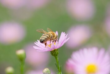 Plant list 2025 - Aster dumosus (Michaelmas daisy) with honey bee