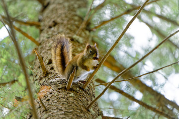 squirrel on a tree