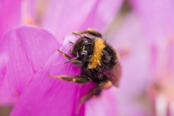 Plant list 2025 - Colchicum byzantinum with bumblebee