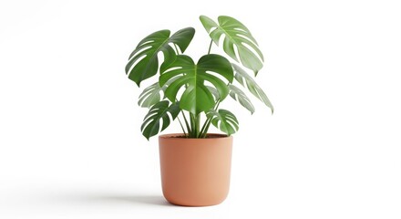 Obraz premium A Monstera deliciosa plant with vibrant green leaves in a terracotta pot, isolated on a white background.