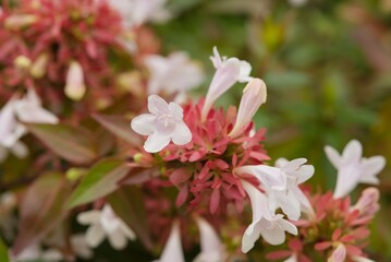 Plant list 2025 - Abelia x grandiflora