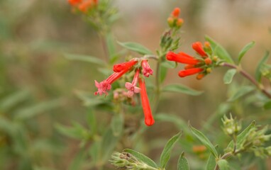 Plant list 2025 - Bouvardia ternifolia