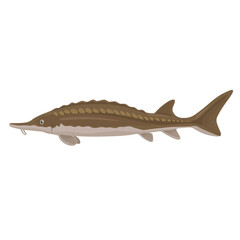 Sturgeon Fish Illustration