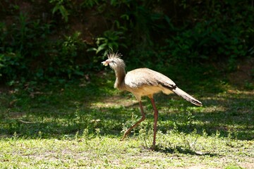 Com seu olhar atento e postura elegante, a seriema representa a beleza indomável do Cerrado brasileiro. Uma ave icônica, símbolo da liberdade e da força da natureza selvagem sob a luz do sol. © Luis Lima Jr