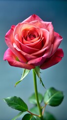 Fototapeta premium A captivating closeup of a pink rose, showcasing its delicate petals and intricate details, set against a soft, dreamy background, isolated on white background