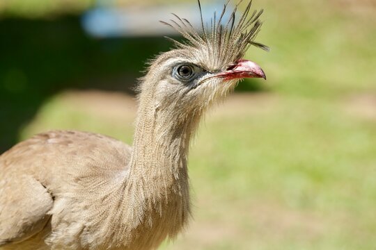 Com seu olhar atento e postura elegante, a seriema representa a beleza indom&aacute;vel do Cerrado brasileiro. Uma ave ic&ocirc;nica, s&iacute;mbolo da liberdade e da for&ccedil;a da natureza selvagem sob a luz do sol.