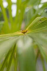 Plant list 2025 - Trachycarpus fortunei