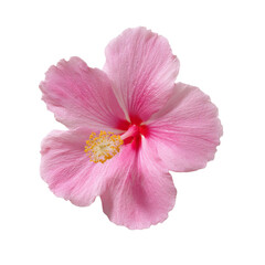 Delicate Pink Hibiscus Flower Isolated on White Background Displaying Petals and Center Details