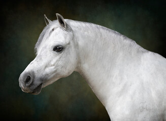 Portrait of a white horse on a painterly green and black background without a bridle