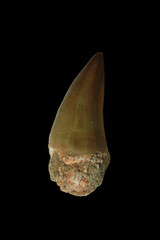 Fossil Tooth of a Mosasaurus from the Late Cretaceous Period found in Morocco
