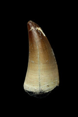 Fossil Tooth of a Mosasaurus from the Late Cretaceous Period found in Morocco
