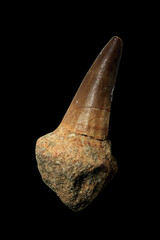 Fossil Tooth of a Mosasaurus from the Late Cretaceous Period found in Morocco
