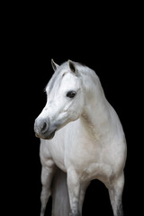 Portrait of a white pony on a  black background without a bridle looking off to the side