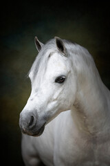 Close up Portrait of a white horse on a painterly green and black background without a bridle