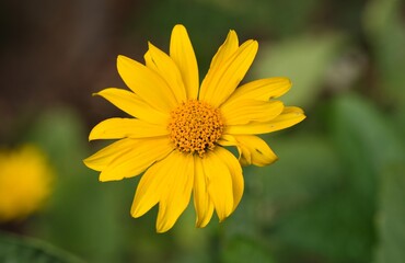 Plant list 2025 - New York Aster, Lay and Beauty