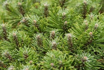 Plant list 2025 - Pinus mugo Benjamin (Dwarf Mountain Pine)