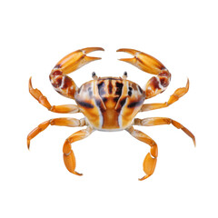 Vibrant Shore Crab with Distinctive Patterns and Rich Colors against a White Background