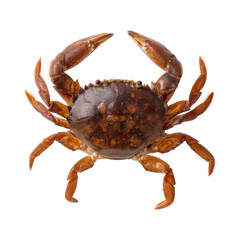 Close-up of a realistic brown crab with detailed texture and claws isolated on white background for food or nature themes
