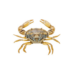 Brightly Colored Crab on a Transparent Background with Claws Extended, Ideal for Marine Life Projects