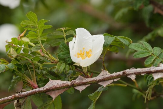 Plant list 2025 - Rosa omeiensis var. pteracantha (Omei Rose)