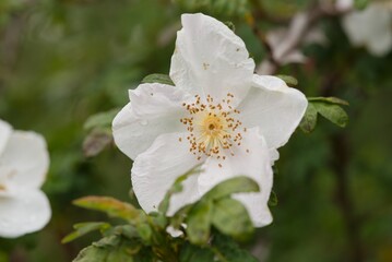 Plant list 2025 - Rosa omeiensis var. pteracantha (Omei Rose)