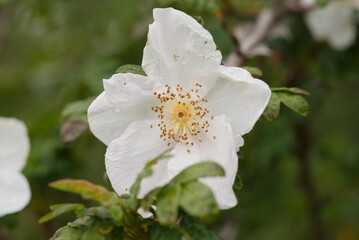 Plant list 2025 - Rosa omeiensis var. pteracantha (Omei Rose)
