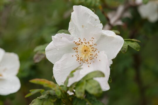 Plant list 2025 - Rosa omeiensis var. pteracantha (Omei Rose)