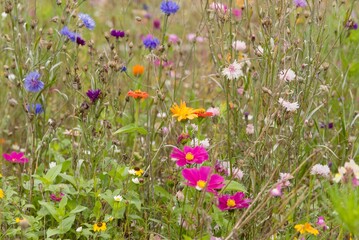 Plant list 2025 - Wildflower Meadow (Centaurea cyanus and companions)