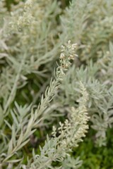 Plant list 2025 - Artemisia ludoviciana (White Sagebrush)