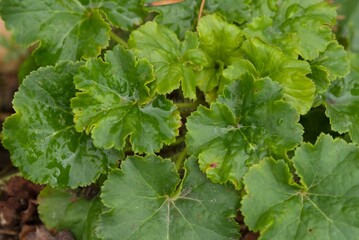 Plant list 2025 - Heuchera hallii (Halls Alumroot)