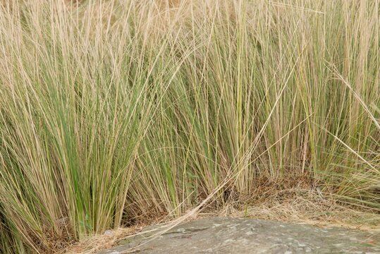 Plant list 2025 - Stipa tenuissima (Mexican Feather Grass) - Powered by Adobe