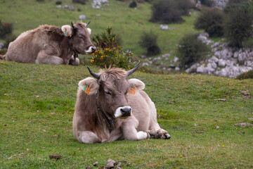 Obraz premium Vaca gris en lago de Covadonga