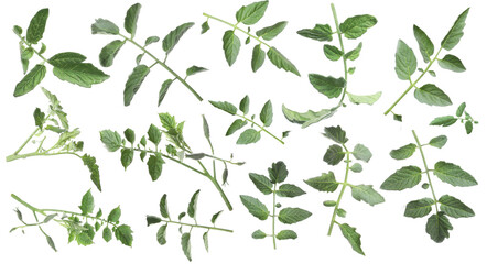 Tomato plant branches with green leaves isolated on white, set