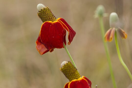 Plant list 2025 - Ratibida columnifera (Mexican Hat)