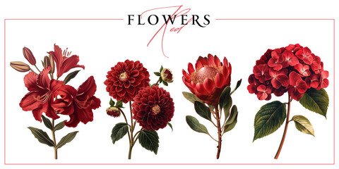 Red autumn garden flowers isolated on a white background. Vintage painting style illustration.