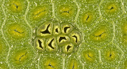 Extreme close-up of leaf surface showing stomata and epidermal cells