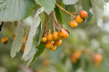 Plant list 2025 - Sorbus aria (Whitebeam)