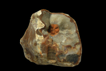 Sea Lily, Fossil Imprint of a Stem Segment of a Crinoid in Flintstone from the Cretaceous from the Baltic Sea, Germany
