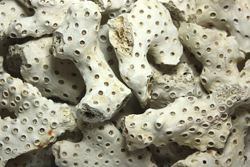 Dead Corals from Florida
