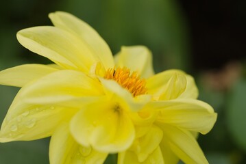 Fototapeta premium Plant list 2025 - Dahlia hybrid (Dahlia)