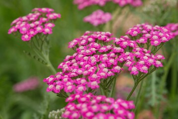 Plant list 2025 - Achillea millefolium (Common Yarrow) © cristographic