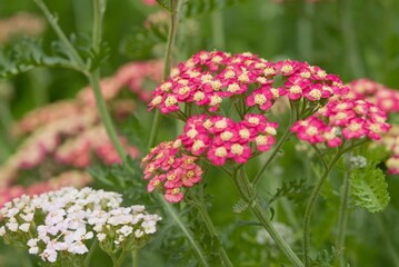 Plant list 2025 - Achillea millefolium (Common Yarrow) - Red-Pink Variety