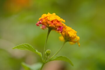 Plant list 2025 - Lantana camara (Common Lantana)