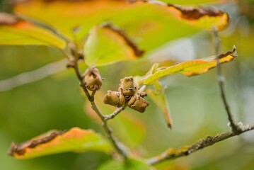 Plant list 2025 - Magnolia sp. (Magnolia)