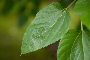 Plant list 2025 - Morus latifolia (White Mulberry Spirata)