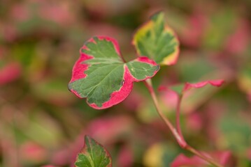Plant list 2025 - Houttuynia cordata (Chameleon)