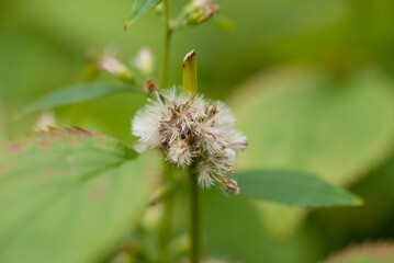 Plant list 2025 - Solidago flexicaulis (Zigzag Goldenrod)