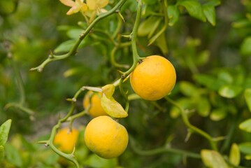 Plant list 2025 - Poncirus trifoliata (Hardy Orange)