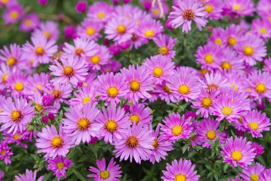 Plant list 2025 - Aster dumosus hybr. (Bushy Aster hybrid VUKOZ 9 selection) - Powered by Adobe